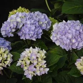 Minty Ice Hydrangea Plants (Hydrangea Flair And Flavours) 3